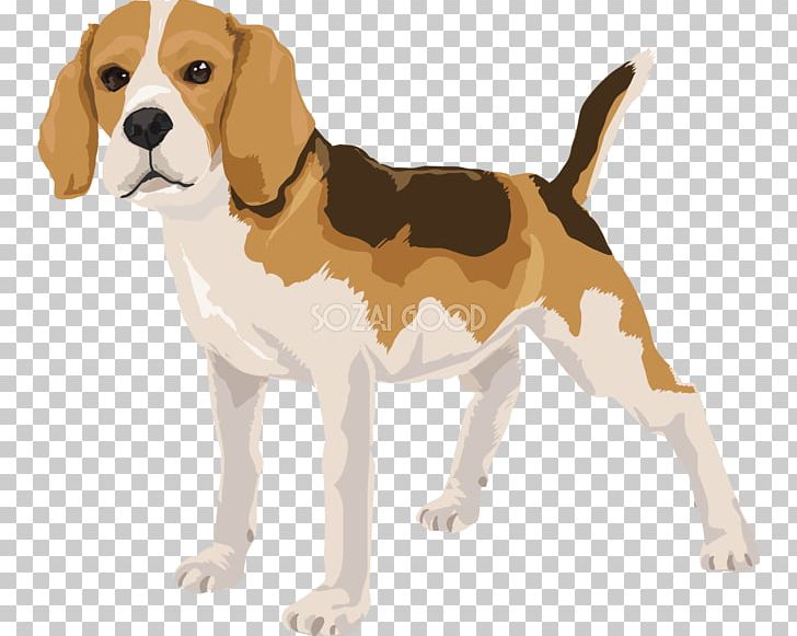 Beagle-Harrier Beagle-Harrier English Foxhound American Foxhound PNG, Clipart, American Foxhound, Beagleharrier, Breed, Carnivoran, Companion Dog Free PNG Download