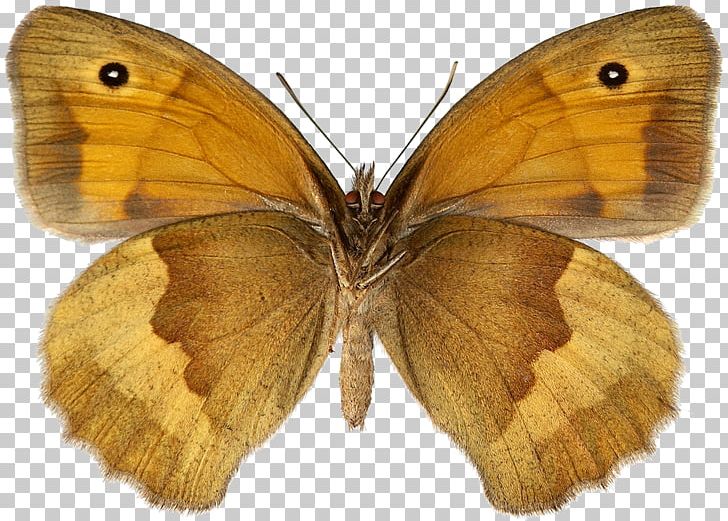 Colias Meadow Brown Species Butterfly Artskart PNG, Clipart, Arthropod, Artsdatabanken, Bombycidae, Brush Footed Butterfly, Creative Commons License Free PNG Download