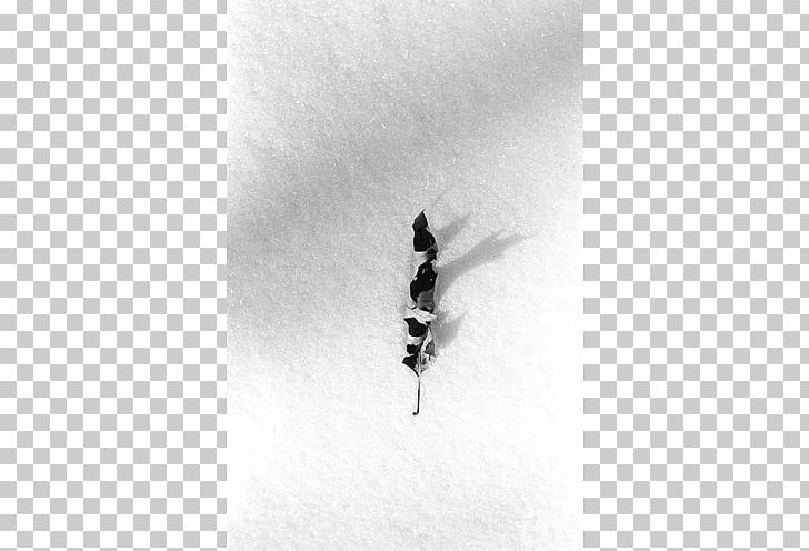 Insect White PNG, Clipart, Animals, Black And White, Insect, Membrane Winged Insect, Monochrome Free PNG Download