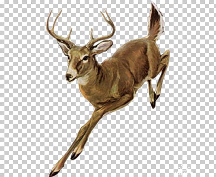 Roe Deer White-tailed Deer PNG, Clipart, Animal, Animals, Antelope, Antler, Blog Free PNG Download