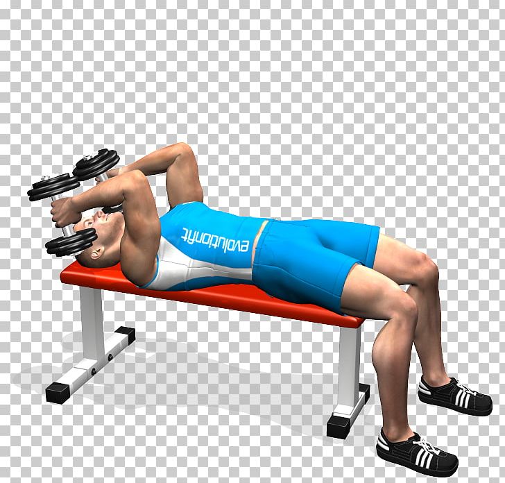 Triceps Brachii Muscle Physical Fitness Exercise Dumbbell Bench PNG, Clipart, Abdomen, Angle, Arm, Balance, Bic Free PNG Download