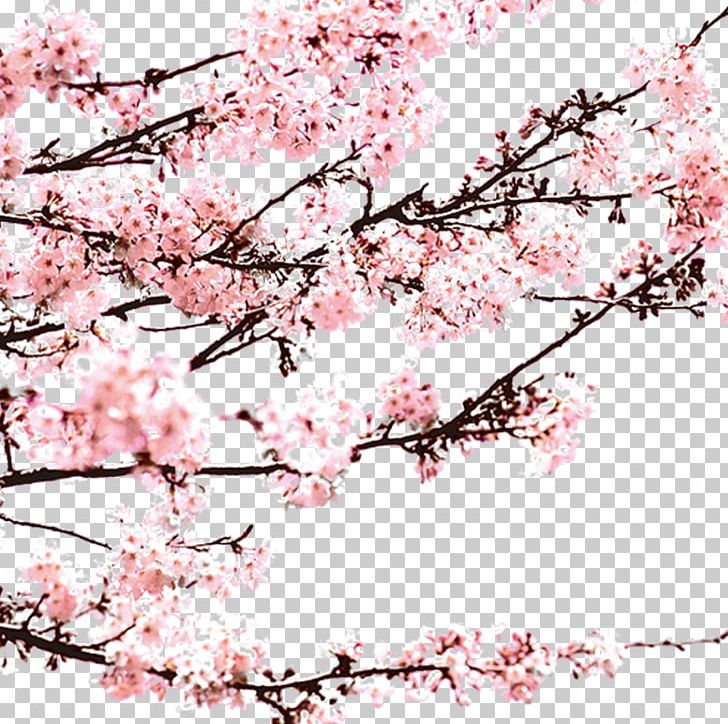 Blossom Computer File PNG, Clipart, Blossom, Branch, Branches, Cherry Blossom, Download Free PNG Download