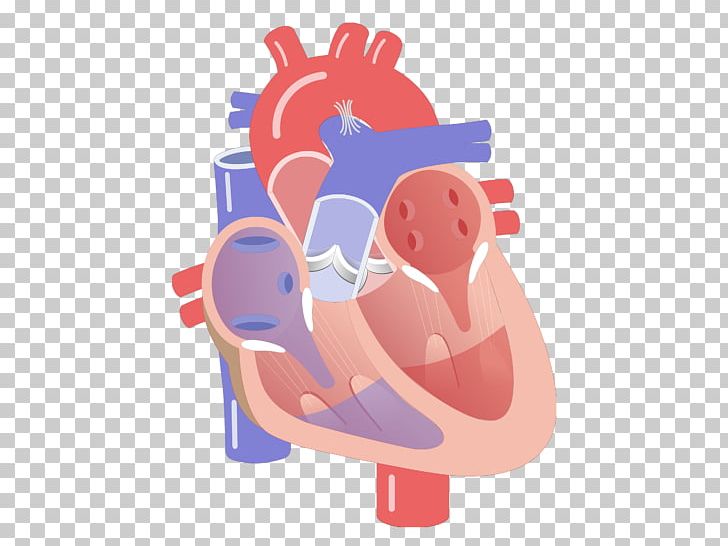 Electrical Conduction System Of The Heart Heart Valve Ventricle Circulatory System PNG, Clipart, Anatomy, Animation, Atrioventricular Node, Cardi, Cardiac Cycle Free PNG Download