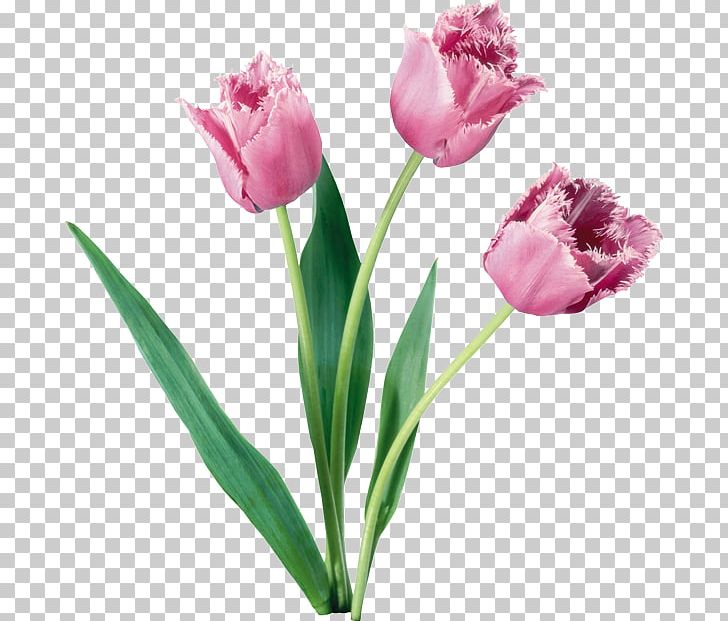 Flower Tulip Desktop PNG, Clipart, Bud, Cut Flowers, Desktop Wallpaper, Diplom, Flower Free PNG Download