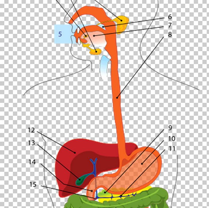 The Digestive System Human Digestive System Gastrointestinal Tract Digestion Human Body PNG, Clipart, Angle, Area, Artery, Chart, Diagram Free PNG Download
