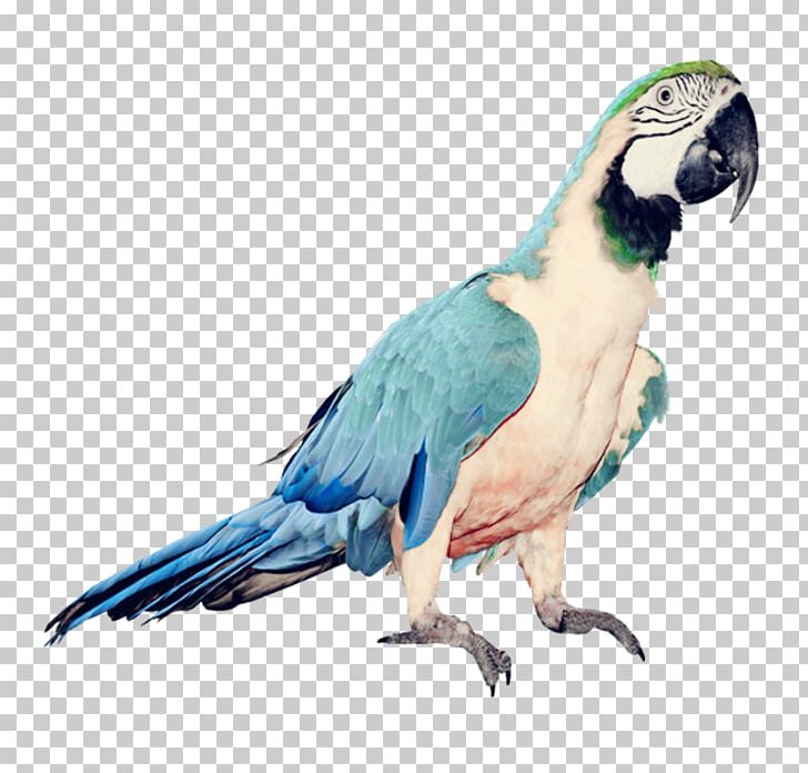 Parrot Bird PNG, Clipart, Animals, Beak, Blue, Blue Abstract, Blue Abstracts Free PNG Download