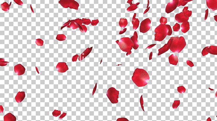 Rose Petal PNG, Clipart, Clip Art, Color, Display Resolution, Flower, Flowers Free PNG Download