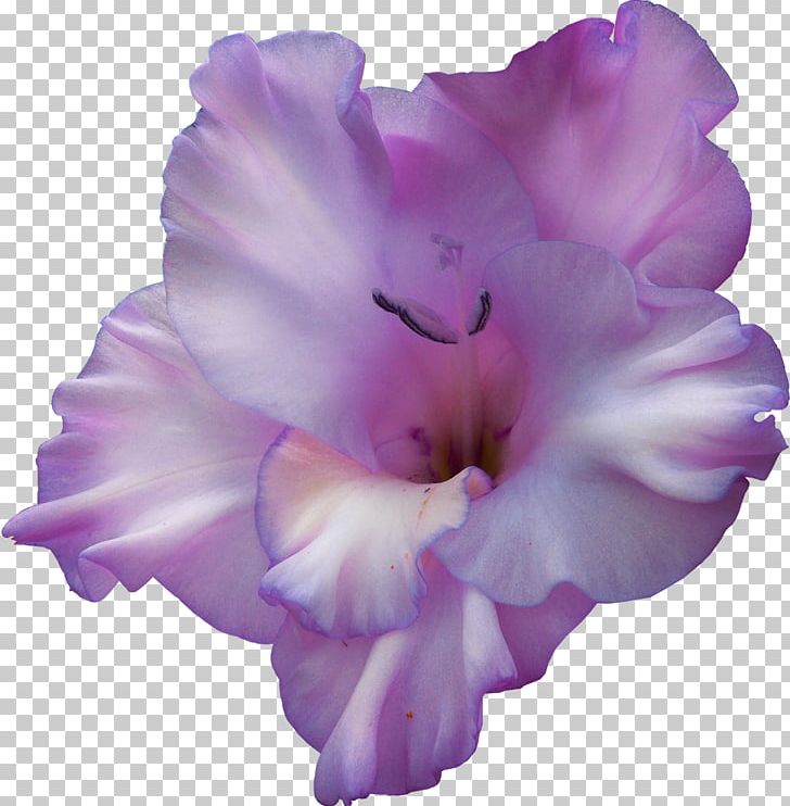 Flower Gladiolus PNG, Clipart, Color, Computer Icons, Flower, Flowering Plant, Gladiolus Free PNG Download