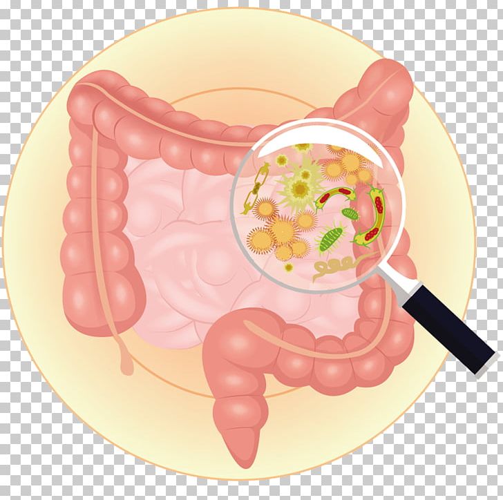 Gut Flora Gastrointestinal Tract Bacteria Large Intestine Prebiotic PNG, Clipart, Bacteria, Digestion, Dish, Dishware, Flora Free PNG Download
