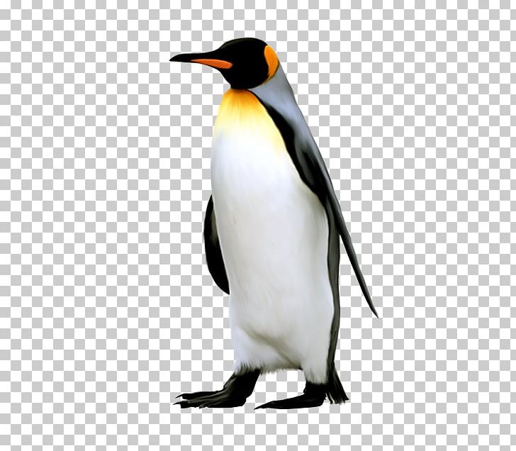 King Penguin Antarctica Emperor Penguin PNG, Clipart, Animal, Animals, Antarctic, Antarctica, Antarctic Penguins Free PNG Download