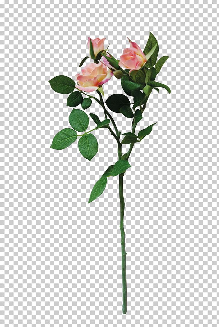 Chinese Rose PNG, Clipart, Branch, Chinese, Chinese Border, Chinese Lantern, Chinese New Year Free PNG Download