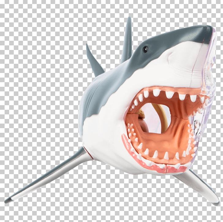 Great White Shark Chumming Cartilaginous Fishes Mackerel Sharks Bull Shark PNG, Clipart, 4 D, Anatomy, Bull Shark, Carcharodon, Cartilaginous Fish Free PNG Download