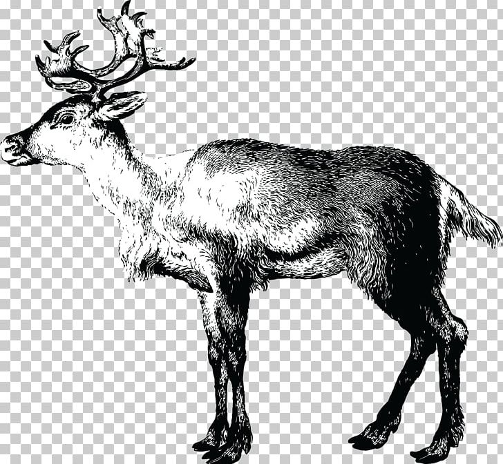 Reindeer Lapland Christmas Santa Claus PNG, Clipart, Antler, Art, Black And White, Cartoon, Christmas Free PNG Download