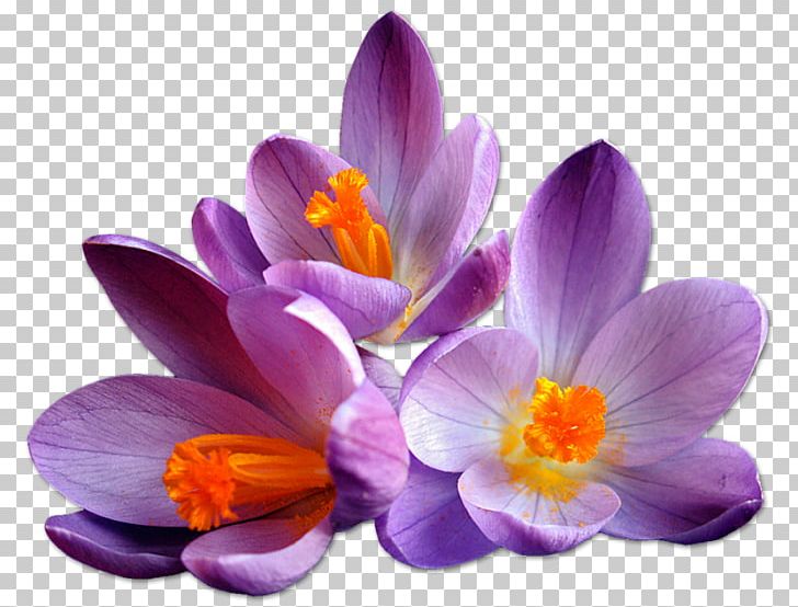 Saffron Flower PNG, Clipart,  Free PNG Download