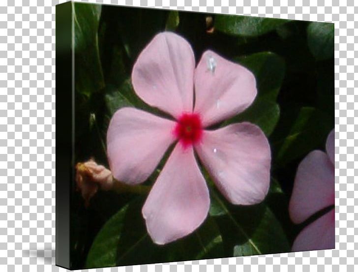 Violet Mallows Periwinkle Catharanthus Roseus PNG, Clipart, Blanket, Catharanthus Roseus, Family, Flora, Flower Free PNG Download