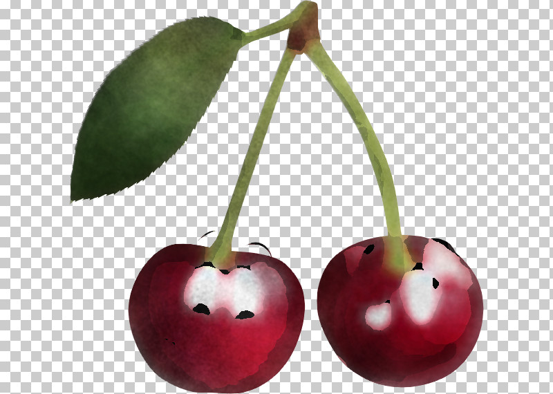Cherry Plant Fruit Tree Food PNG, Clipart, Cherry, Flower, Food, Fruit, Leaf Free PNG Download