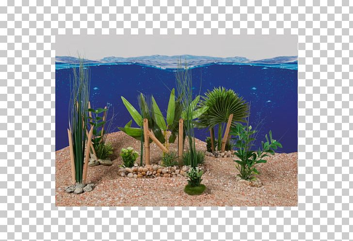 Majorelle Blue Majorelle Garden Aquarium Vegetation Biome PNG, Clipart, Aquarium, Aquarium Decor, Aquatic Plant, Aquatic Plants, Arecaceae Free PNG Download