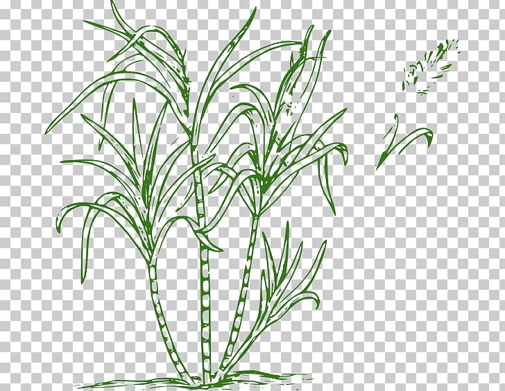 Sugarcane Juice Candy Cane PNG, Clipart, Aquarium Decor, Black And White, Coloring Book, Computer Icons, Drawing Free PNG Download