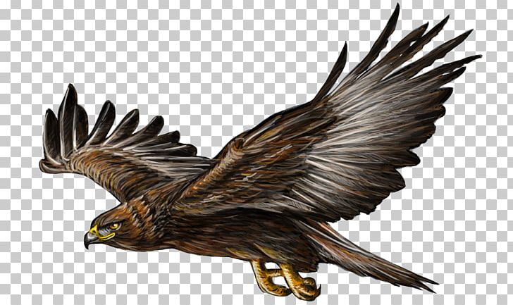 Bald Eagle Bird Flight Golden Eagle PNG, Clipart, Angels Wings, Angel Wing, Angel Wings, Animal World, Asuka Free PNG Download