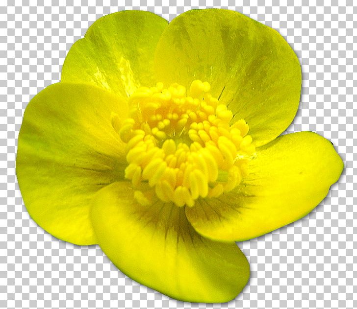 Flowering Plant Petal PNG, Clipart, Flower, Flowering Plant, Nature, Petal, Plant Free PNG Download
