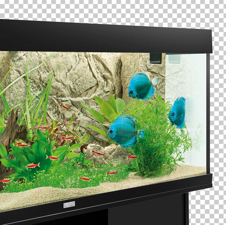 Light Aquarium Color Rock Desktop PNG, Clipart, Aquarium, Aquarium Decor, Aquarium Filters, Aquarium Lighting, Aquatic Plant Free PNG Download