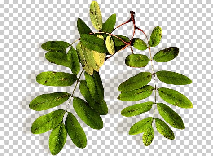 Leaf Rowan Tree Plant Stem Herbalism PNG, Clipart, Herbalism, Leaf, Mountainash, Organism, Plant Free PNG Download