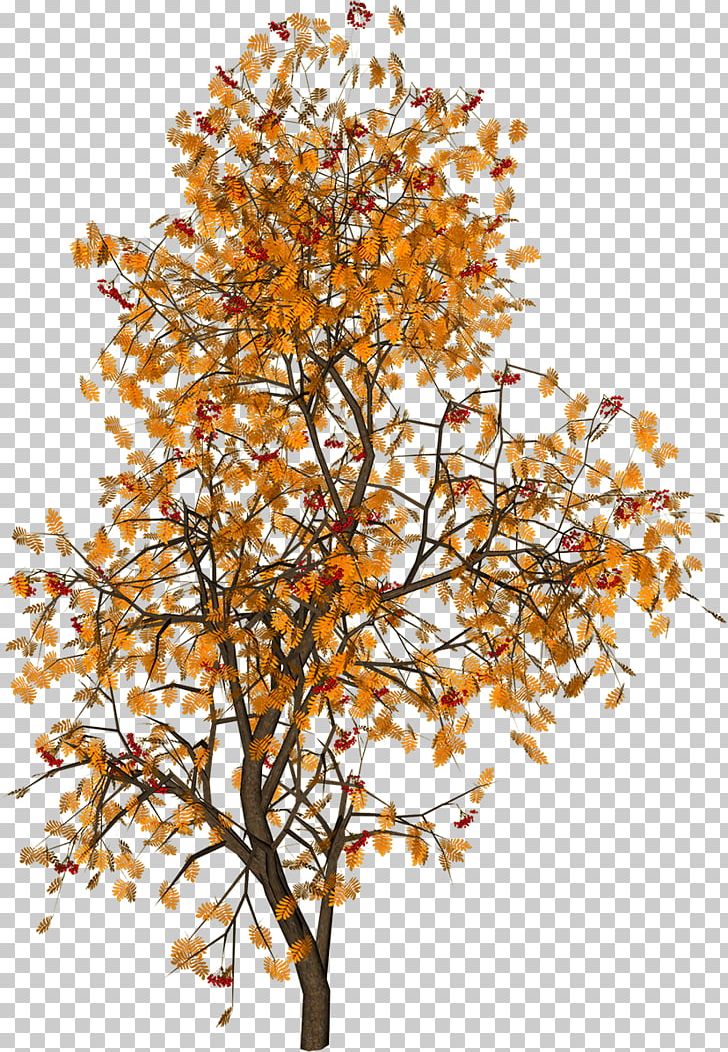 Tree PNG, Clipart, Architecture, Branch, Digital Image, Hantel, Nature Free PNG Download