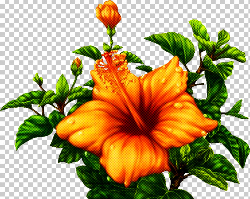 Orange PNG, Clipart, Flower, Hawaiian Hibiscus, Hibiscus, Mallow Family, Orange Free PNG Download