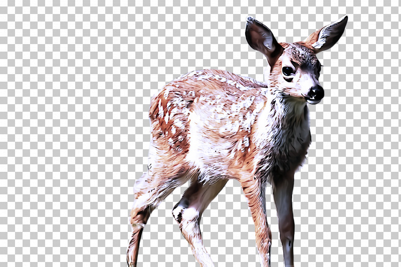 Wildlife Deer Musk Deer Roe Deer Fawn PNG, Clipart, Deer, Fawn, Musk Deer, Roe Deer, Wildlife Free PNG Download