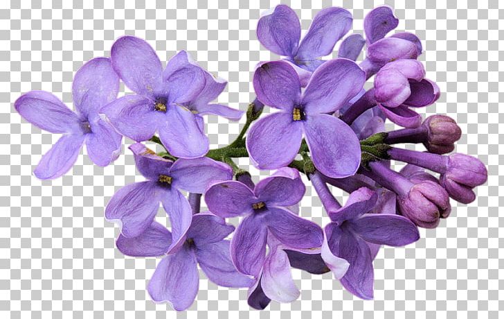 Cut Flowers Lavender Garden Roses PNG, Clipart, Blue Rose, Cicekler, Cut Flowers, Desktop Wallpaper, Flower Free PNG Download