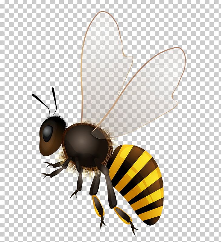 Honey Bee Stock Photography PNG, Clipart, Africanized Bee, Arthropod, Bee, Bees, Can Stock Photo Free PNG Download