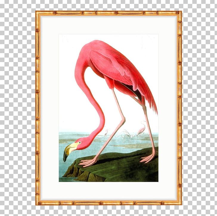 The Birds Of America American Flamingo National Audubon Society PNG, Clipart, Allposterscom, American Flamingo, Animals, Art, Audubon Pennsylvania Free PNG Download