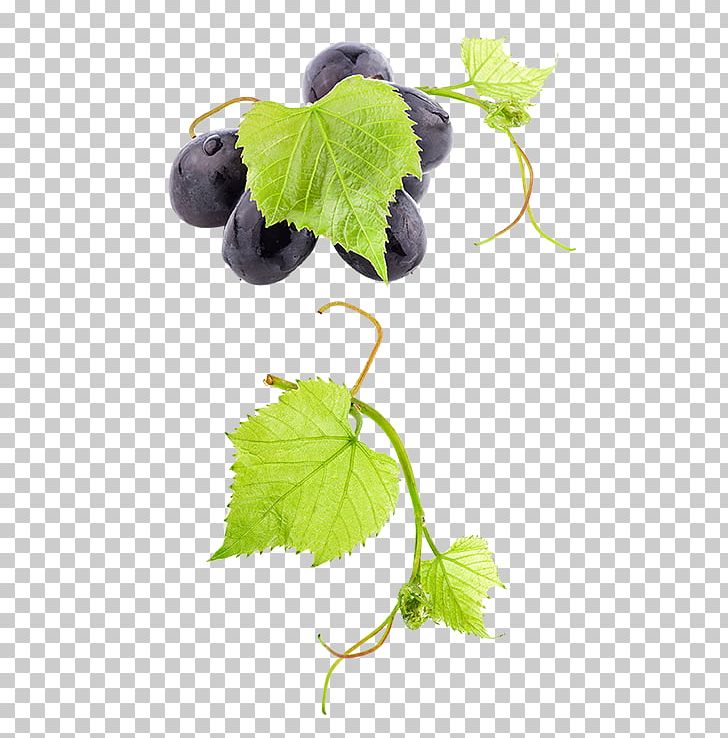 Common Grape Vine Wine Grape Leaves Fruit PNG, Clipart, Autumn Leaves, Banana Leaves, Branch, Common Grape Vine, Fall Leaves Free PNG Download