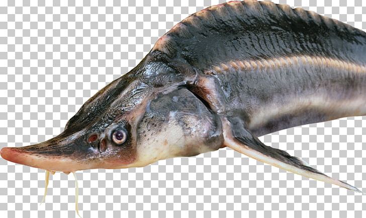 Deep Sea Fish Body Of Water Pond Freshwater Fish PNG, Clipart, Animals, Animal Source Foods, Aquaculture, Asian Swamp Eel, Body Of Water Free PNG Download