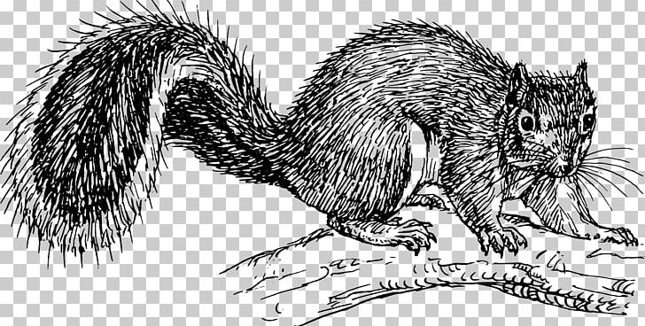 Eastern Gray Squirrel Black Squirrel PNG, Clipart, Acorn, Animals, Beaver, Black And White, Carnivoran Free PNG Download