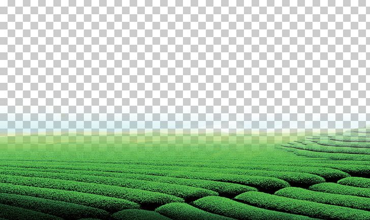Green Tea Tea Garden PNG, Clipart, Agriculture, Background, Chxe8, Computer Wallpaper, Crop Free PNG Download