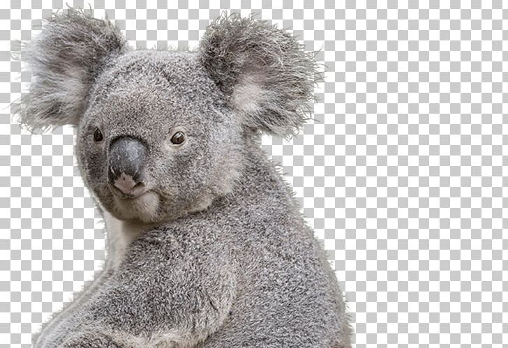 National Zoo & Aquarium Koala Bear Marsupial PNG, Clipart, Amp, Animal, Animals, Aquarium, Australia Free PNG Download