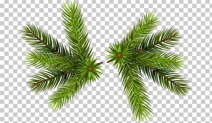 Pine Branch PNG, Clipart, Branch, Cedar, Christmas Ornament, Conifer, Conifer Cone Free PNG Download