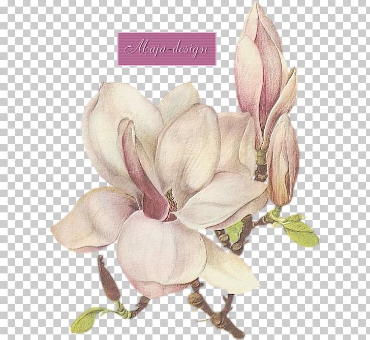 Printmaking Southern Magnolia PNG, Clipart, Art, Art Museum, Botanical, Botany, Cut Flowers Free PNG Download