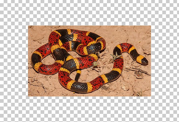 Milk Snake Micrurus Tener Micrurus Fulvius Micrurus Corallinus PNG, Clipart, Animals, Boa Constrictor, Bushmasters, Cobra, Cobras Free PNG Download