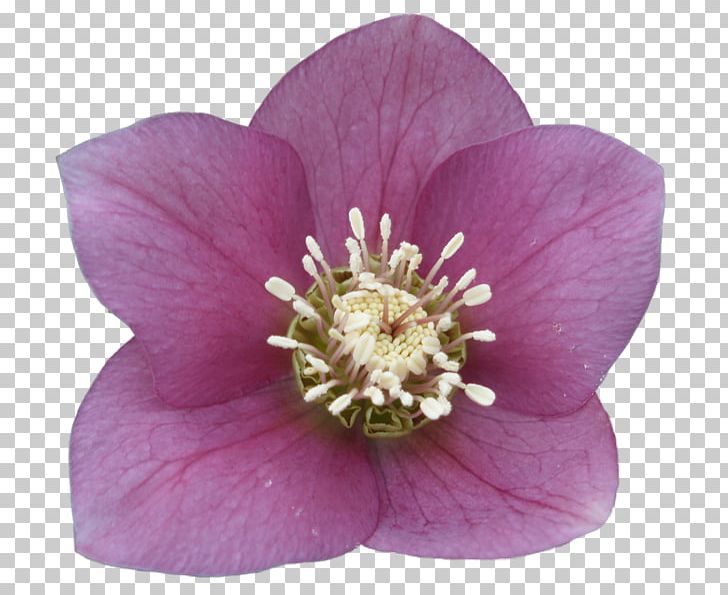 Violet Photography Computer PNG, Clipart, Chart, Computer, Cut Copy And Paste, Download, Flower Free PNG Download