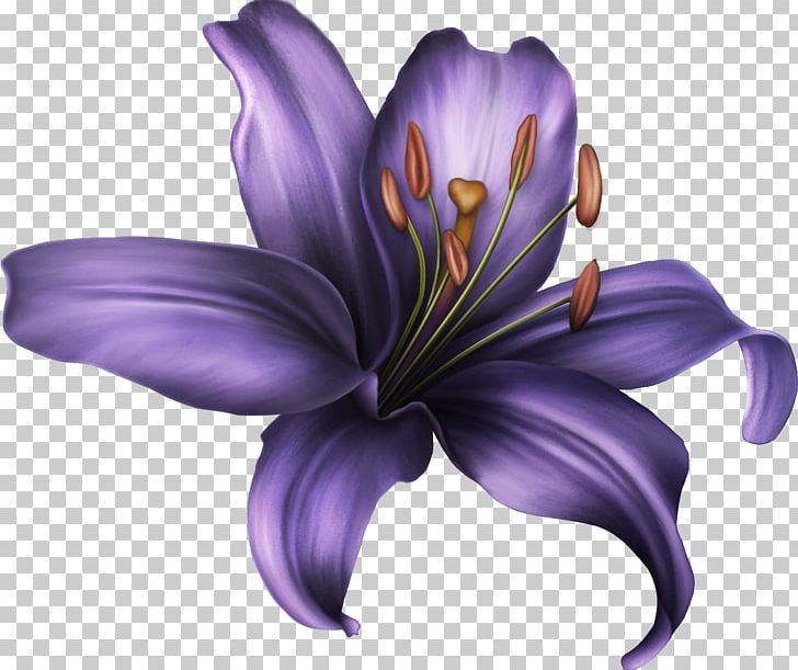 Ты — моя нежность Paint.net Violet PNG, Clipart, Barnali Bagchi, Blue, Crocus, Flower, Flowering Plant Free PNG Download