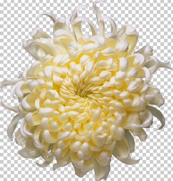 Time Fuse Flower Amazon.com Book Depository PNG, Clipart, Amazoncom, Book, Book Depository, Chrysanthemum, Chrysanths Free PNG Download
