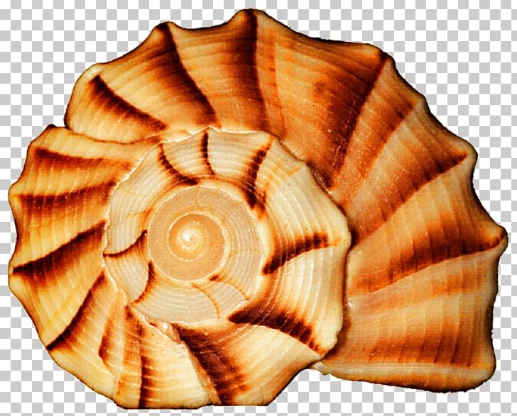 Cockle Seashell Conchology Spiral PNG, Clipart, Animals, Clams Oysters Mussels And Scallops, Cockle, Conch, Conchology Free PNG Download
