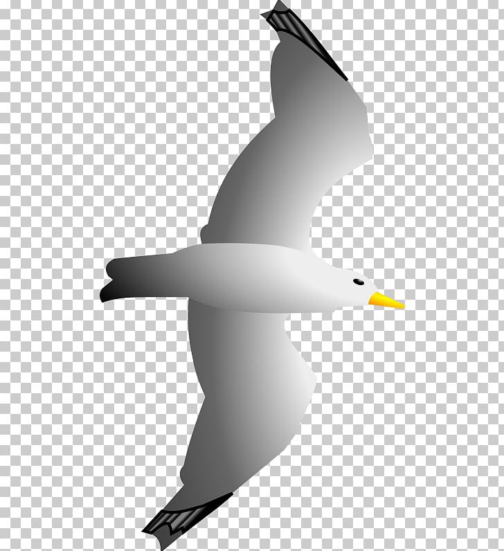 Gulls Seabird PNG, Clipart, Albatross, Beak, Bird, Charadriiformes, Computer Icons Free PNG Download