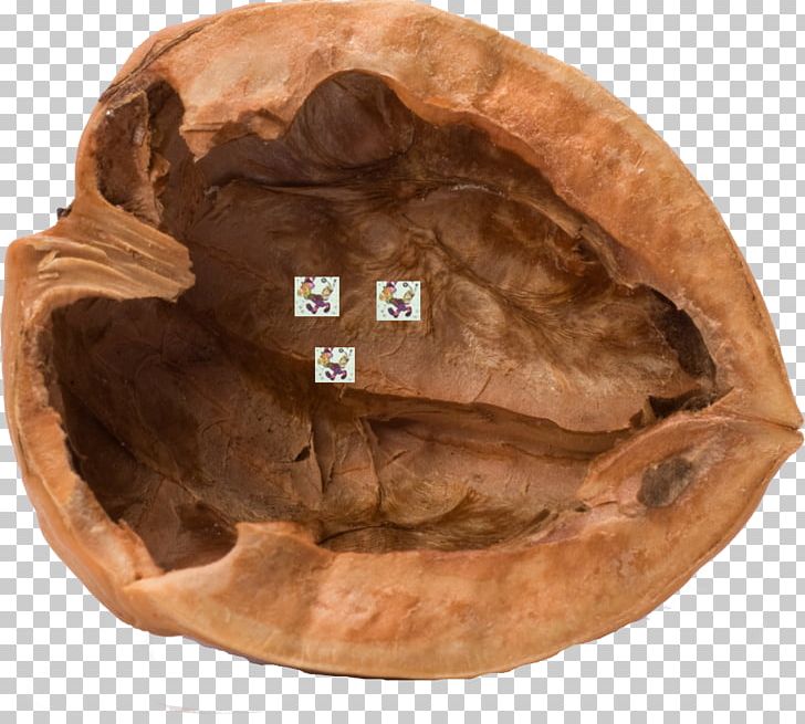 Walnut Stock Photography Nutshell PNG, Clipart, Artifact, Depositphotos, English Walnut, Istock, Nut Free PNG Download