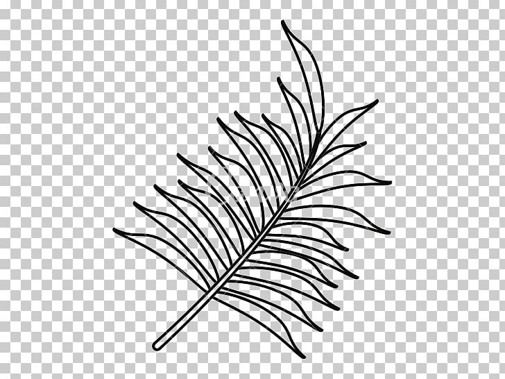 Arecaceae Ravenala Madagascariensis PNG, Clipart, Arecaceae, Art, Black And White, Branch, Car Trunk Free PNG Download