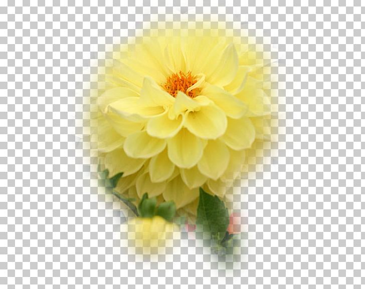 Floristry Dahlia Cut Flowers Petal PNG, Clipart, Chrysanthemum, Chrysanths, Cicek, Cicekler, Cut Flowers Free PNG Download