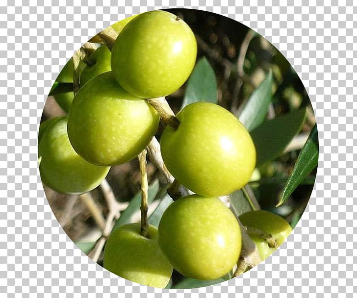 Majorca Lime Olive Oil Carrier Oil PNG, Clipart, Agriculture, Calamondin, Carrier Oil, Citron, Citrus Free PNG Download
