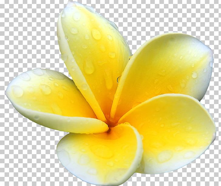 Plumeria Alba Flower PNG, Clipart, Clip Art, Color, Display Resolution, Flower, Flowers Free PNG Download
